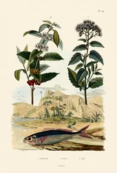 Fusilero, 1833-39